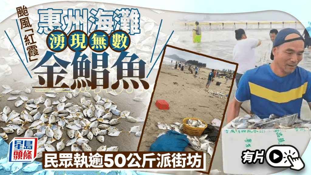 颱風「紅霞」︱惠州海灘湧現無數金鯧魚  民眾執逾50公斤派街坊︱有片