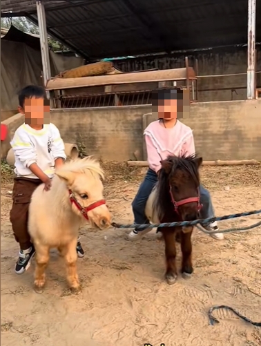 馬年將至,迷你馬在內地社交平台上爆紅。 馬年將至,迷你馬在內地社交平台上爆紅。