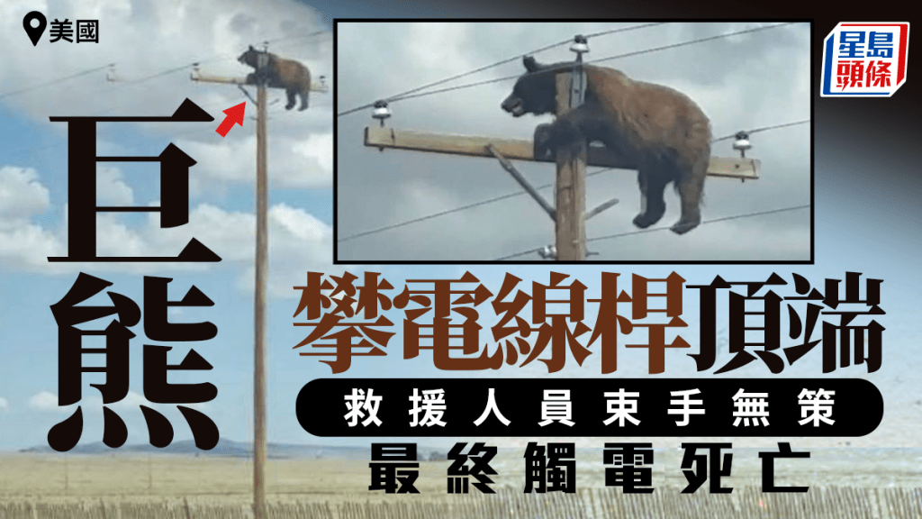 不是AI | 美巨熊高掛電線桿頂端 救援束手無策 最終觸電亡