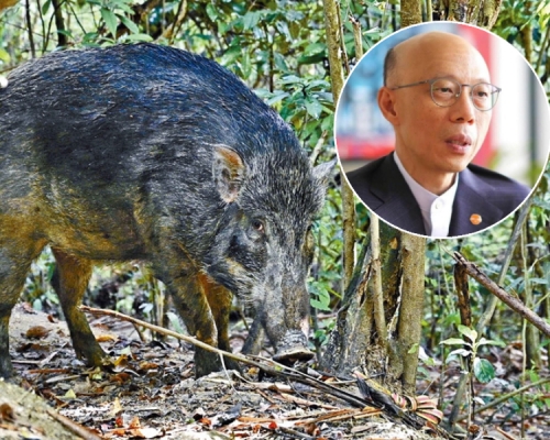 黃錦星指歐美很多大城市都是狩獵甚至設陷阱捉野豬。資料圖片