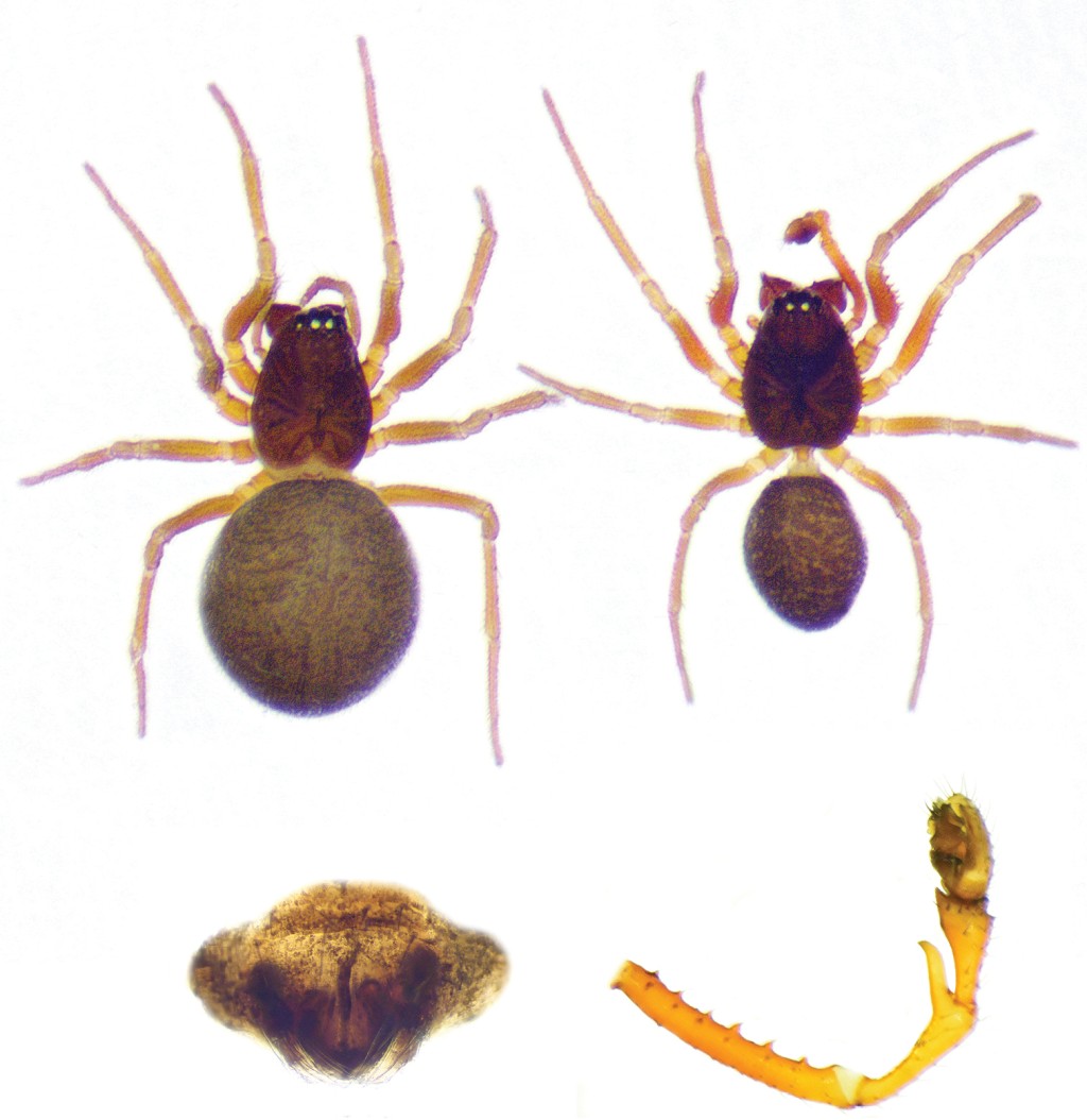 洞穴內的遊蕩始微蛛。 Subterranean Biology