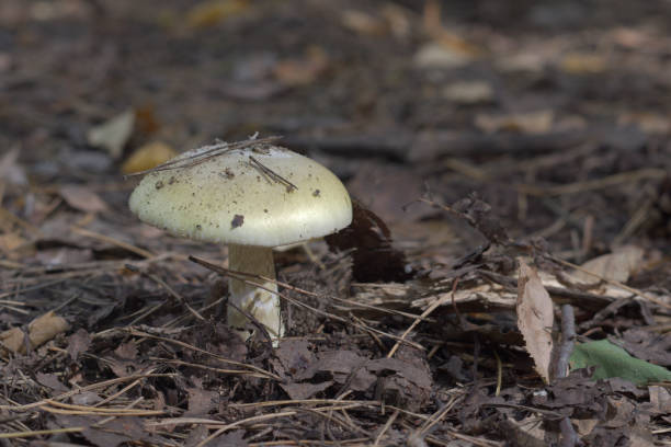死帽菇有「世界第一毒菇」的稱號，光是吃進一個硬幣大小的量，就能取去一名成人的性命。
