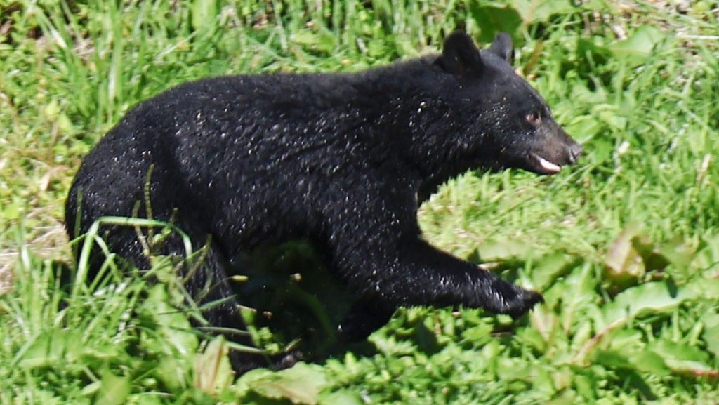 猎人指出，近期捕获的熊竟完全没有冬眠前该有的脂肪储备。路透社