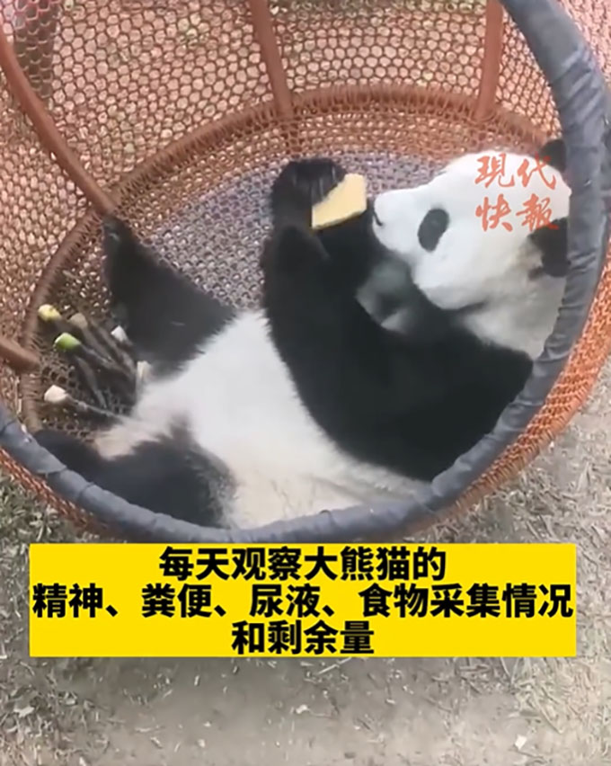 饲养员其中一个条件：“发现大熊猫心情不好怎么办……”要识处理。 网图