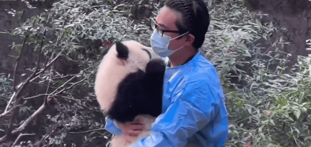 工作人員將大熊貓福菀抱離角落。