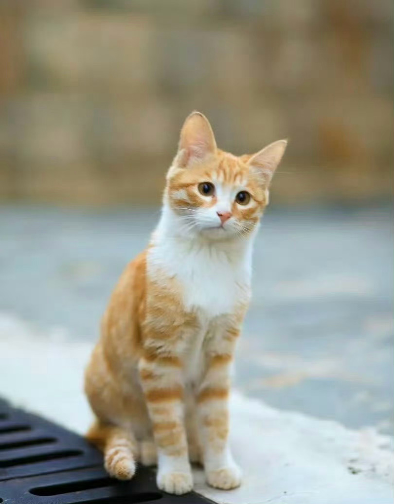 「小橘子」是雲南大學校園的一隻深受師生愛歡迎的流浪貓。微博＠吃瓜姊妹