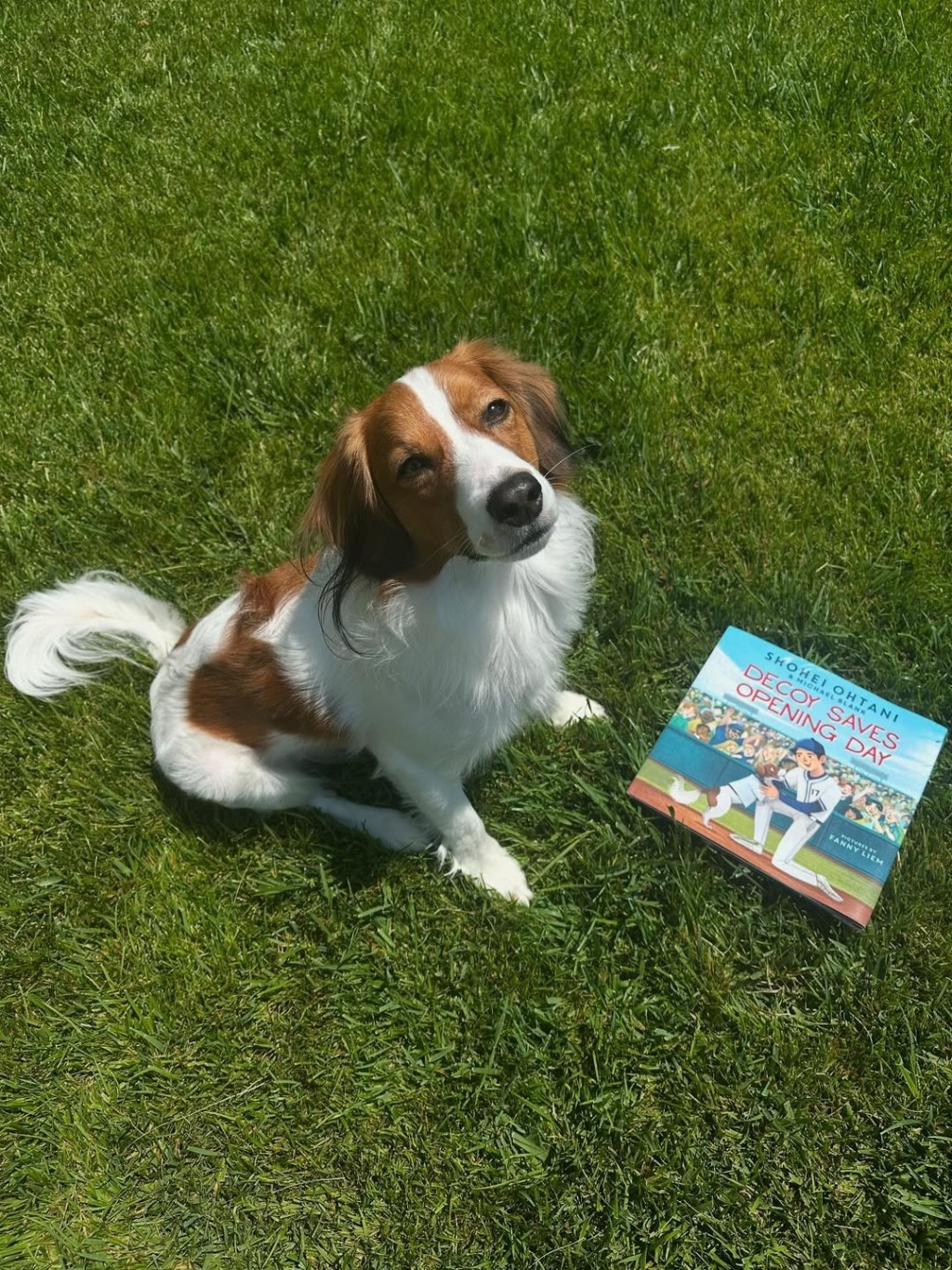 大谷翔平描寫愛犬的繪本。Instagram@shoheiohtani