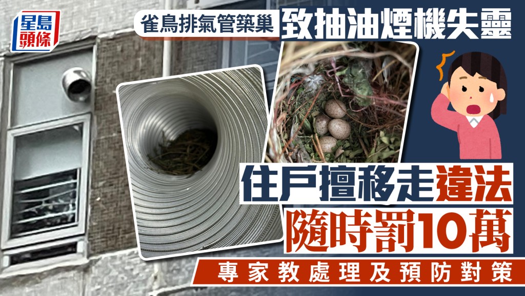 雀鳥排氣管築巢致抽油煙機失靈 住戶擅移走違法隨時罰10萬 專家教處理及預防對策