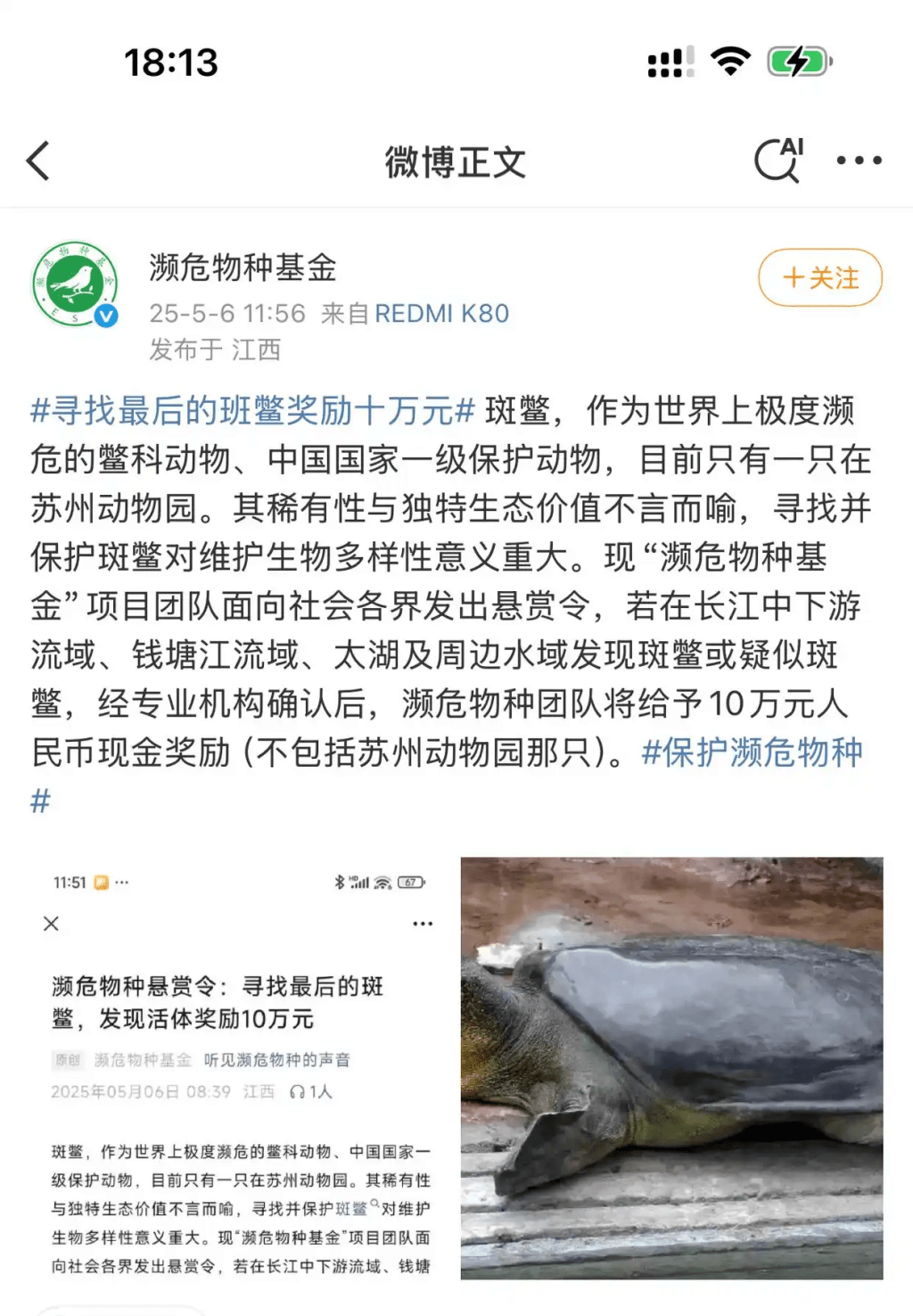 內地民間組織懸賞10萬尋找斑鱉。 內地民間組織懸賞10萬尋找斑鱉。