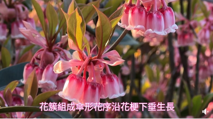 吊鐘花無葉期通常同花期同時出現。fb「康文＋＋＋」截圖