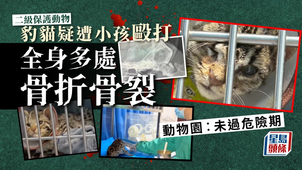 二級保護動物豹貓疑遭小孩毆打重傷。