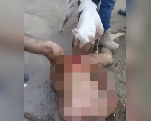 墨西哥幫派動用犬刑懲罰一名性侵嫌犯。(網圖)