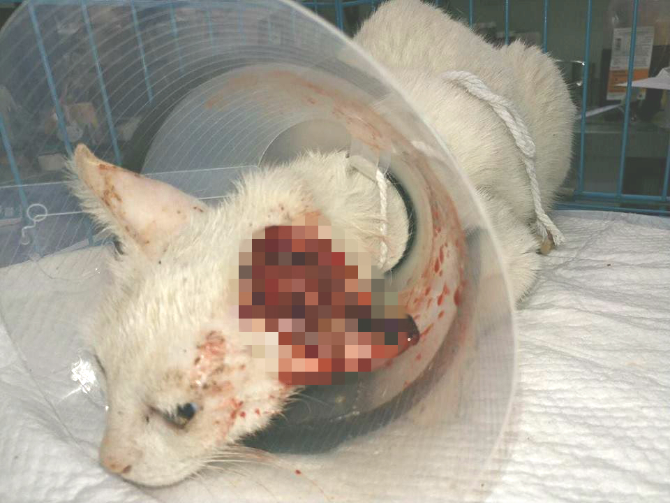 白貓目前交愛護動物協會保管 。網上圖片