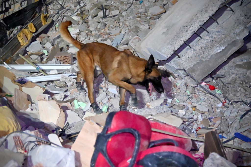 法国的救援犬在土耳其奥斯曼尼耶市工作。 美联社