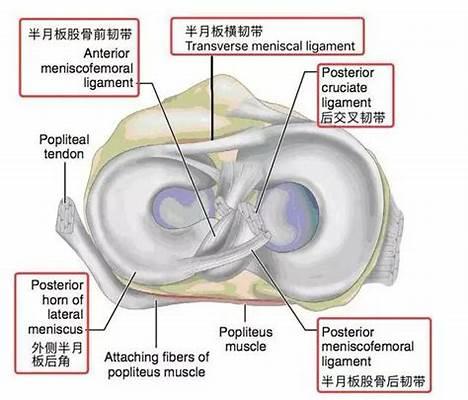 半月板受伤是运动员常见现象。 