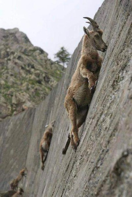 「雪羊」（Mountain Goat）拥有特殊的脚蹄构造，令它们可以在悬崖峭壁上健步如飞。twitter图