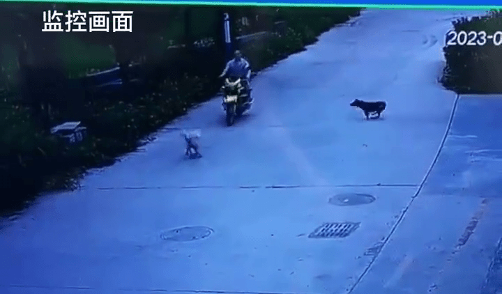 闭路电视画面显示，一名铁骑士路过时，路面有两只狗在追逐。