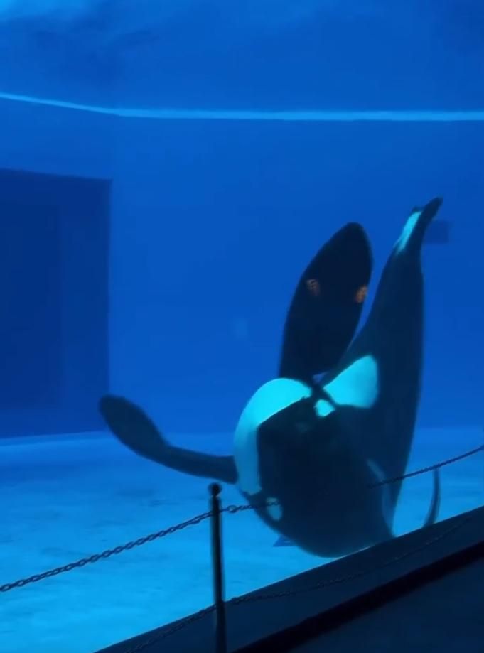 网传影片指珠海长隆虎鲸撞池壁。