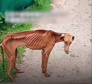 疑遭不人道過度抽血的格力犬。