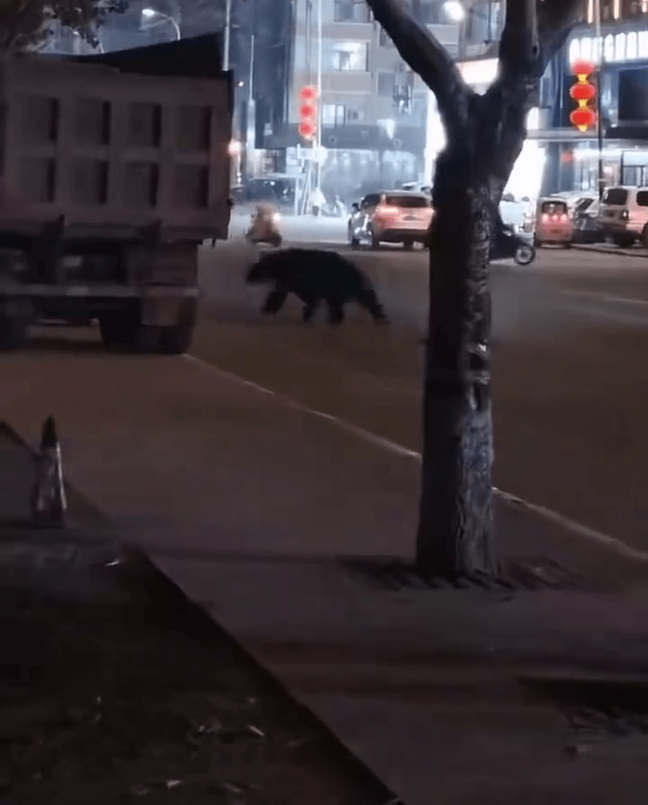 大黑熊夜闖黑龍江鬧市,橫過馬路。 大黑熊夜闖黑龍江鬧市,橫過馬路。
