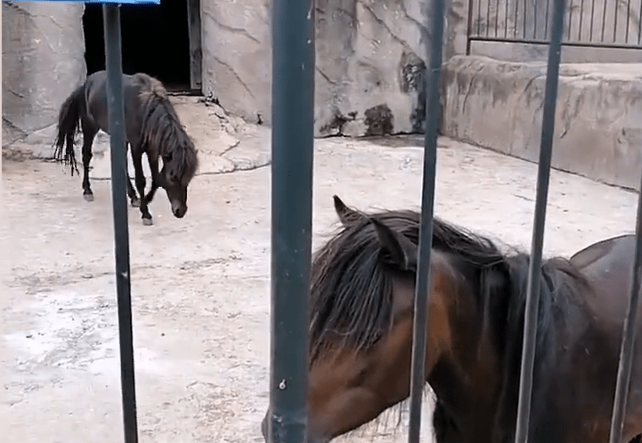 遼寧瓦房店市動物園內飼養的馬匹，無精打采。