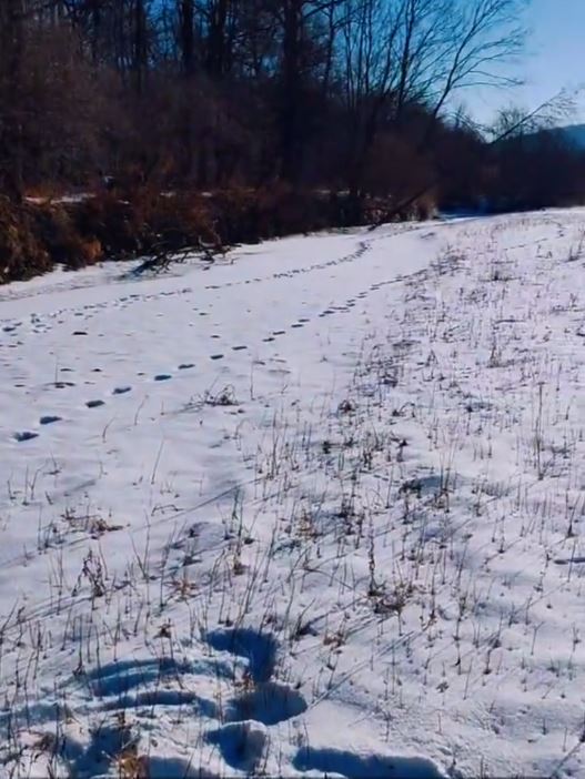 吉林有野生老虎闖入村內，叼走一隻家犬，只吃剩白骨。抖音