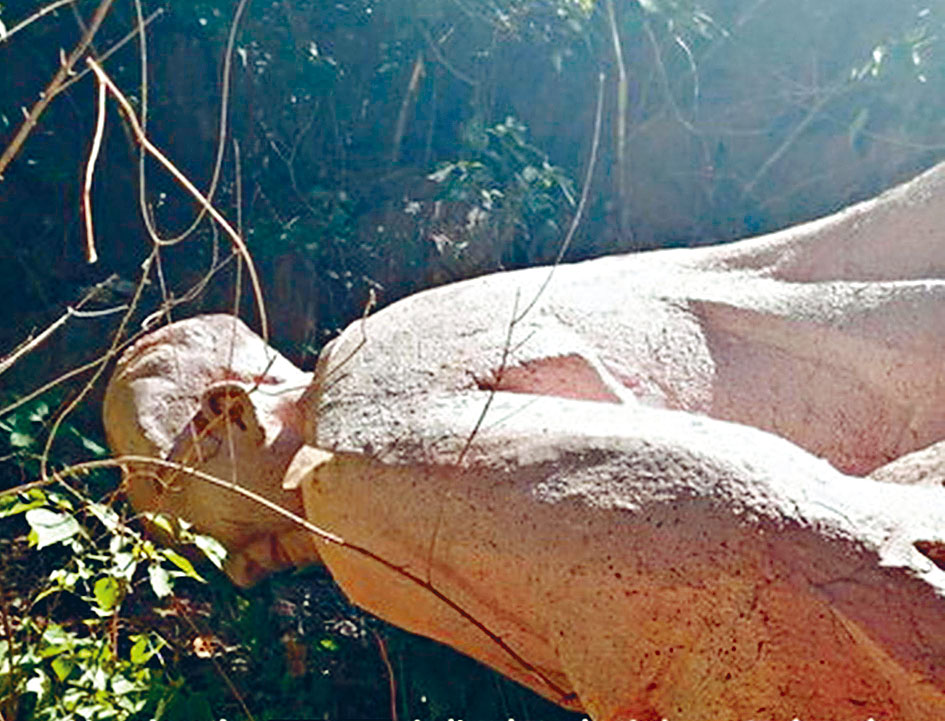 毛泽东雕像被面部朝下放在地上。