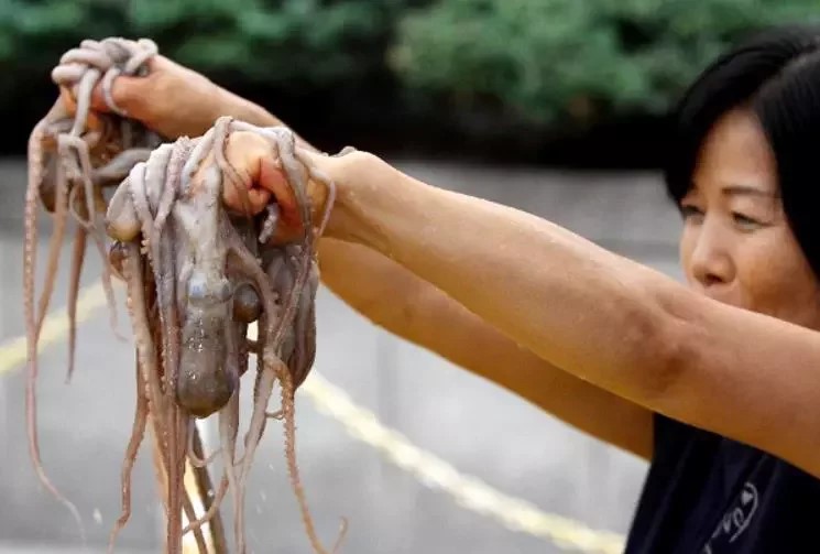 活章魚是南韓有名料理，但也易生窒息意外。新華社