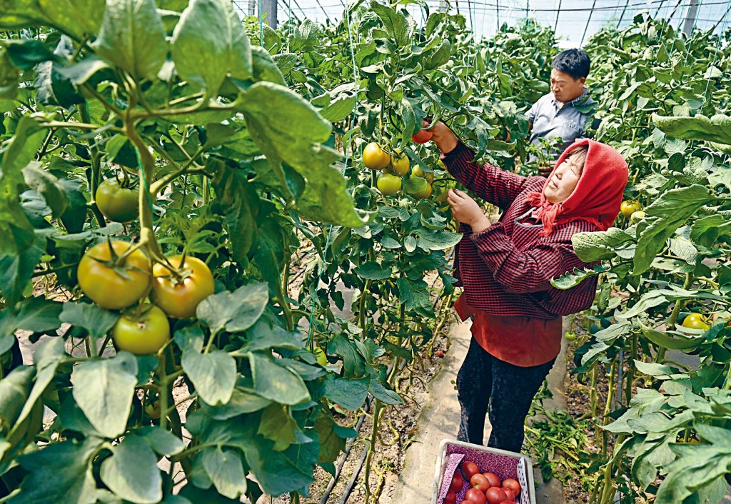 阿里持股近兩成的農村市場產業互聯網平台匯通達，預計最快在今年下半年上市。