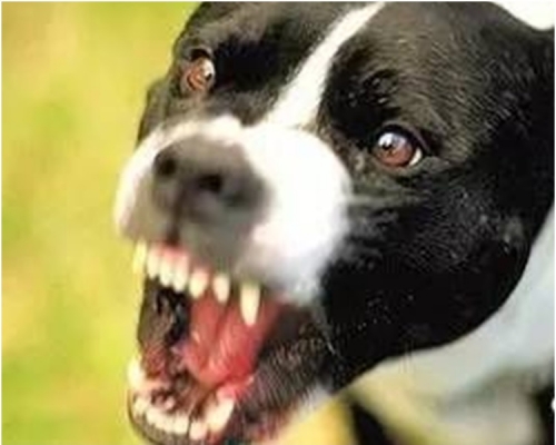 當局指傷人的狗仔屬於家犬體型較小。配圖與本文無關