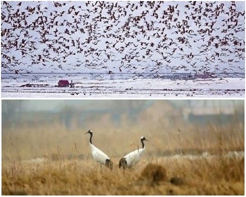 候鸟结队自由翱翔，场面壮观。网图