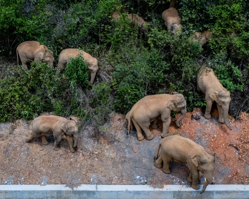 離開西雙版納國家級自然保護區的野生象群，到達玉溪市紅塔區。新華社