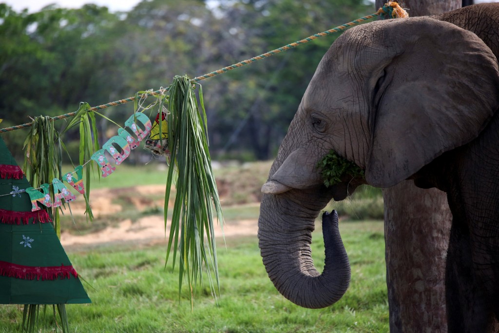 哥倫比亞一間動物園慶祝聖誕。路透社