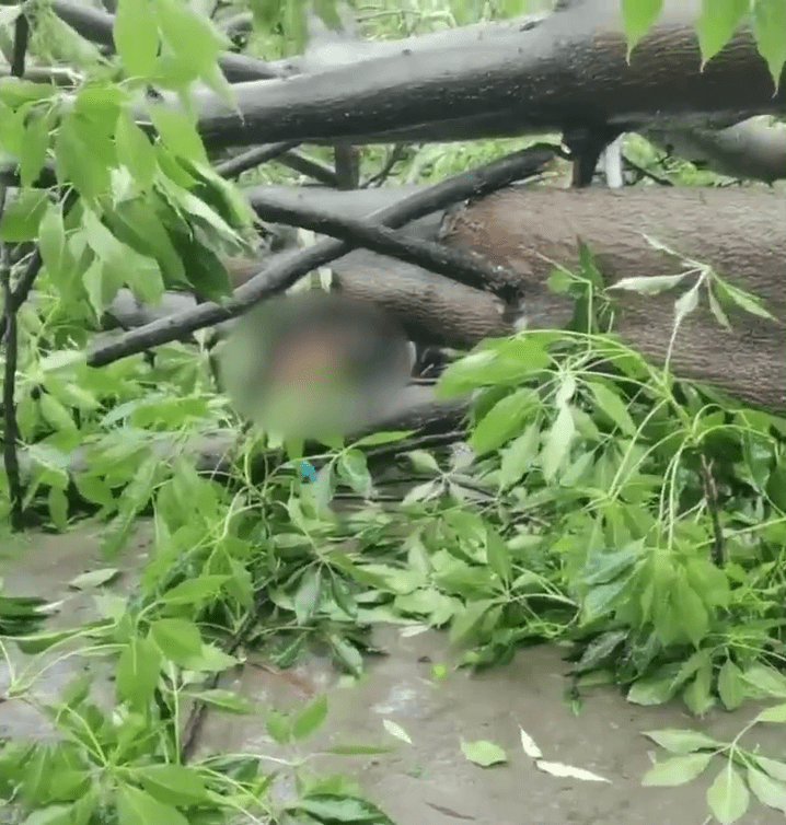 鏡頭一轉，一棵倒下的大樹將男子壓在地上。