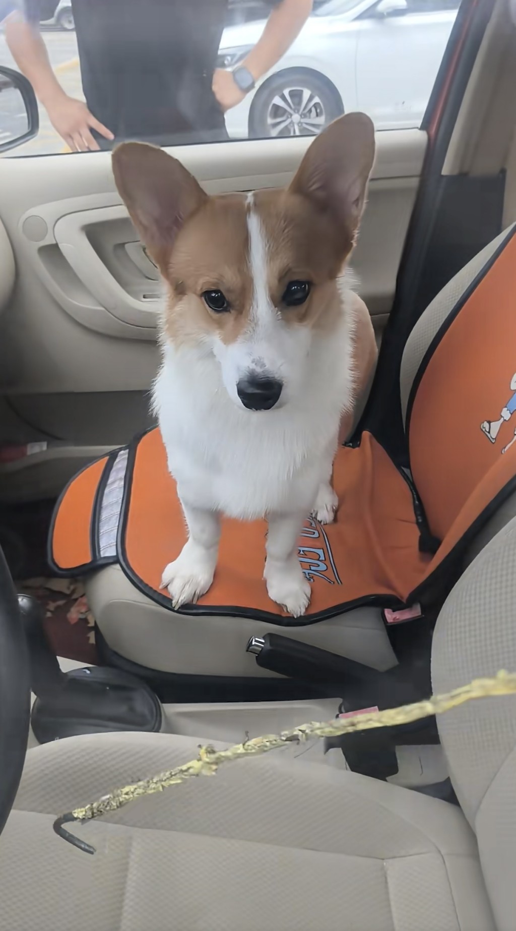 哥基犬誤觸鎖車鍵，將車主一行人困在車外。抖音@Nemo