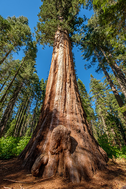 美國海岸紅杉是全球最高樹種。