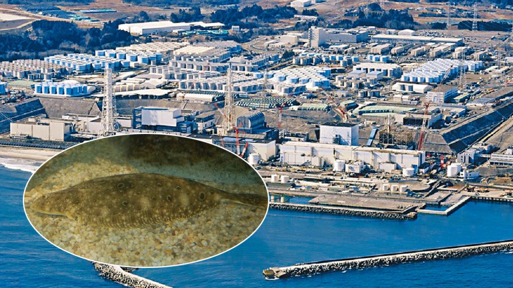 東京電力公司擬用經稀釋福島核廢水,飼養比目魚。AP資料圖片