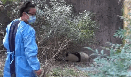 大熊貓福菀被遊客潑水後，委屈得躲在角落，工作人員前來察看。