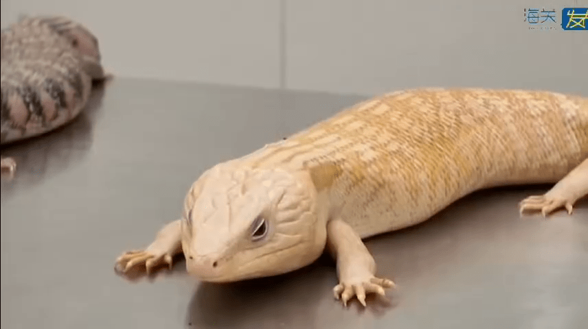 被搜出的活体蜥蜴。