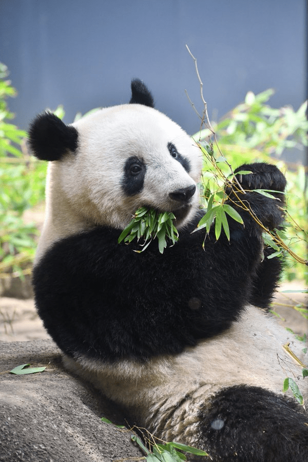 在日本深受喜愛的大熊貓「香香」將回到中國。