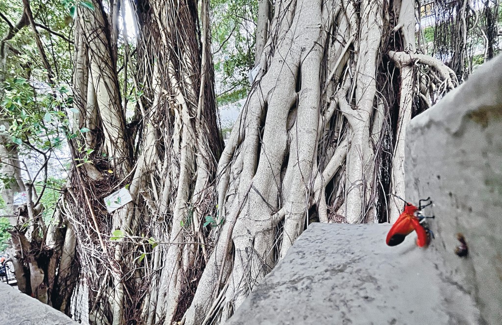 有樹藝師稱，近月首次於西營盤佐治五世公園的石牆樹發現朱紅毛斑蛾。