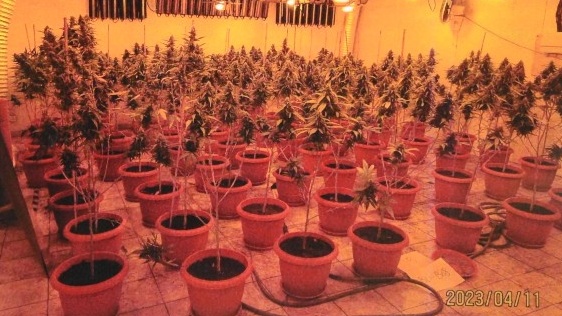 毒品調查科在葵涌工廈搗破大麻種植場。警方提供