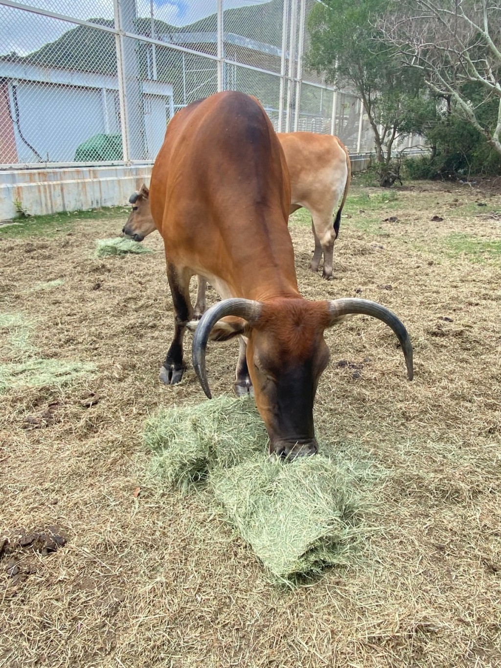 不少牛隻現時在大澳生活。(香港牛物種保育協會提供) 不少牛隻現時在大澳生活。(香港牛物種保育協會提供)