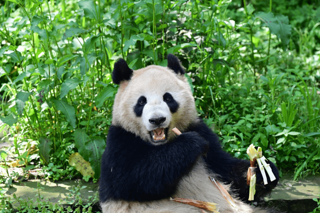 大熊猫“鑫宝”。