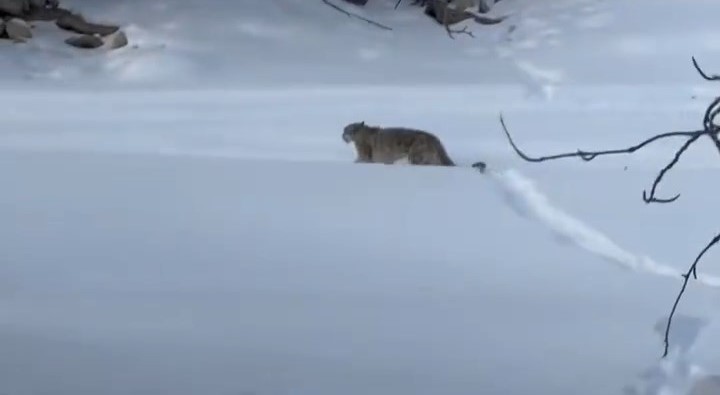 新疆發生雪豹襲擊人類事件。微博@葉安逸