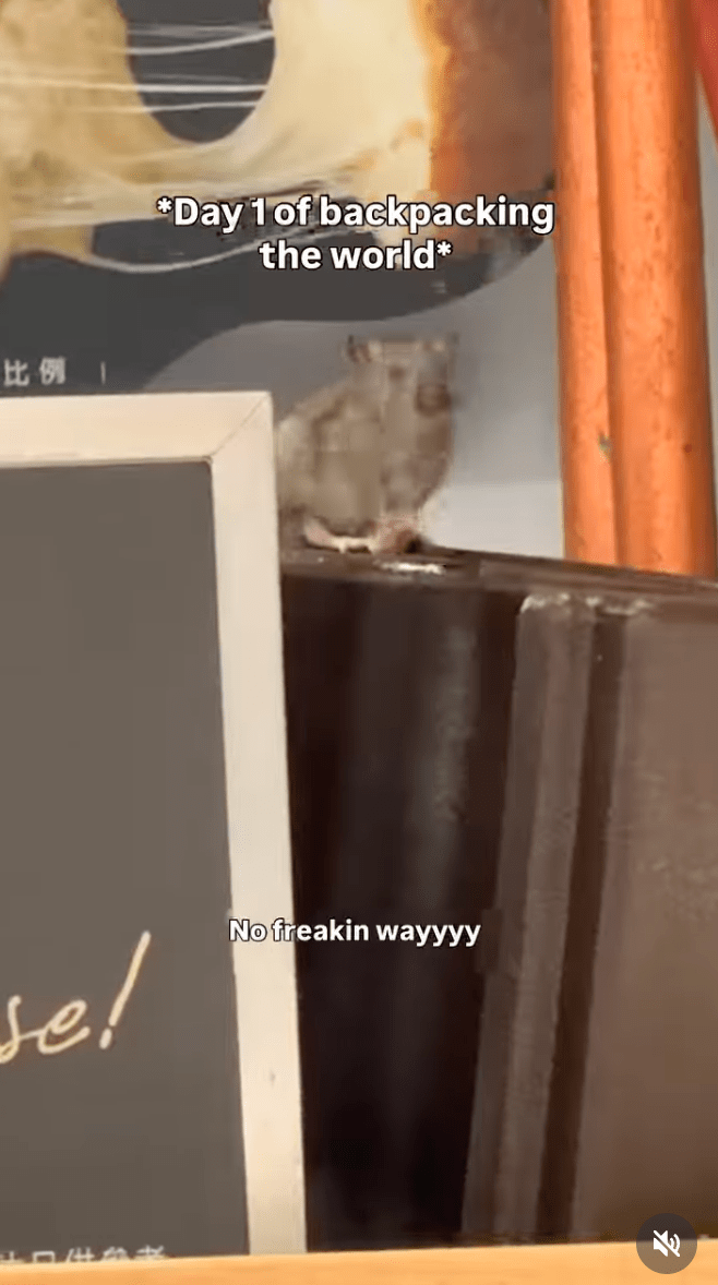 據該名女遊客在社交平台分享的影片顯示，一隻體型肥大的老鼠當時大模廝樣地站在餐廳座位旁的高處隔板上。IG@aliahreek（下同）  