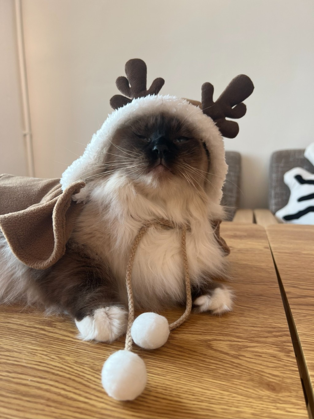 來一個Meowy Christmas與喵星人過愉快聖誕。(圖片來源:受訪者提供) 來一個Meowy Christmas與喵星人過愉快聖誕。(圖片來源:受訪者提供)