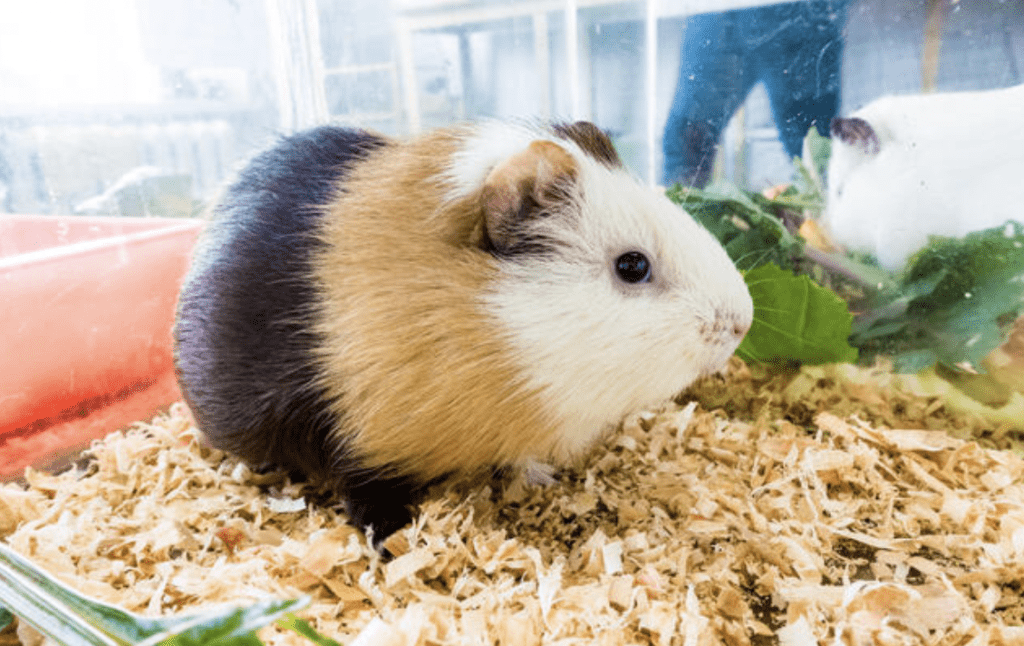 該動物園列明,歡迎活雞、兔子與豚鼠的捐贈,並表示這些動物將由訓練有素的員工「溫和安樂死」後用作飼料。Alamy 該動物園列明,歡迎活雞、兔子與豚鼠的捐贈,並表示這些動物將由訓練有素的員工「溫和安樂死」後用作飼料。Alamy