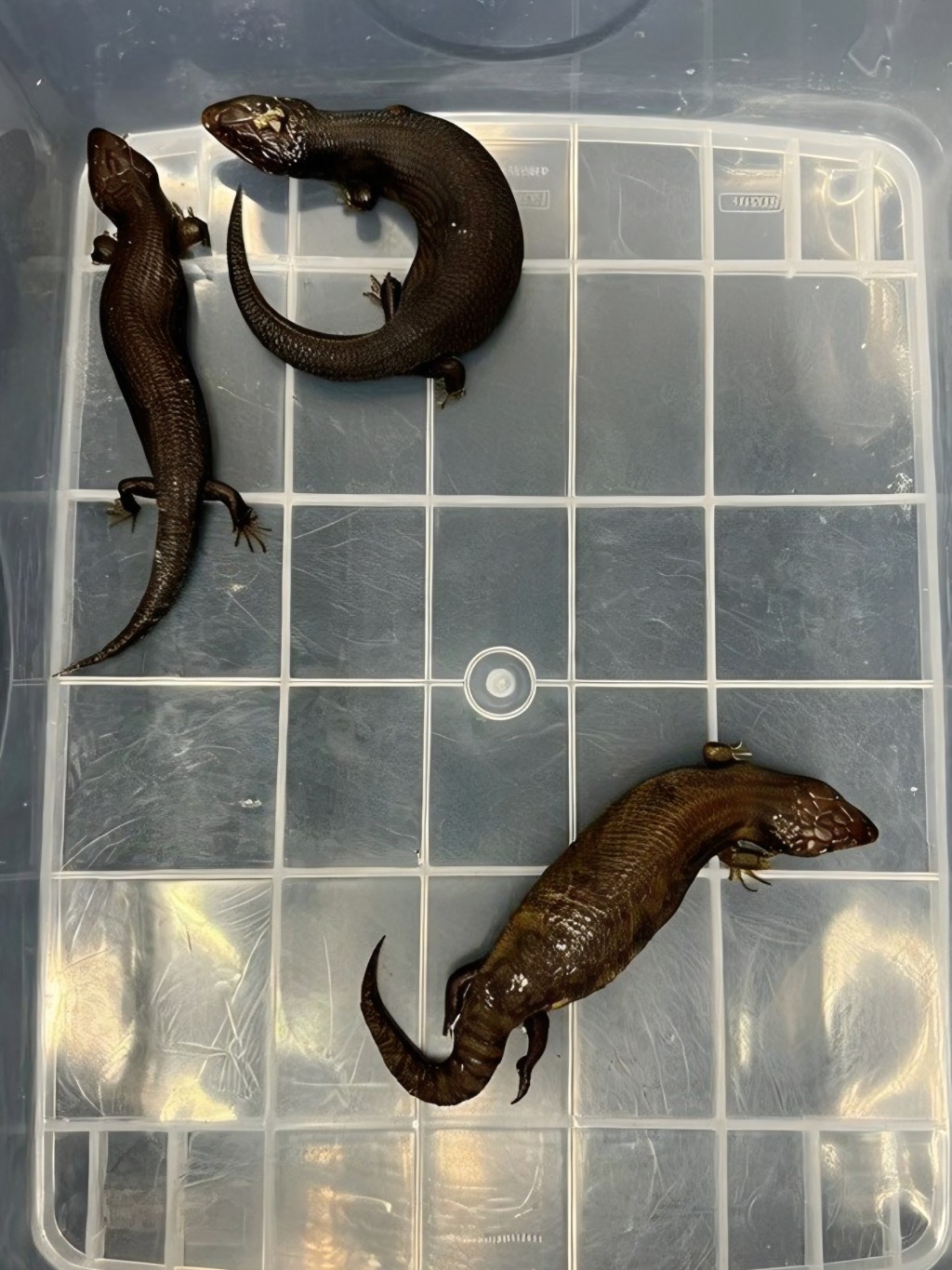 海關在深圳灣一部入境貨車內，檢獲44隻走私活蜥蜴。海關圖片