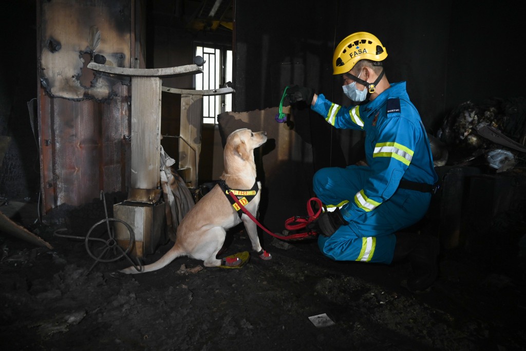 火警调查犬Stig在示范中成功寻获助燃剂，获玩具作奖励。梁文辉摄